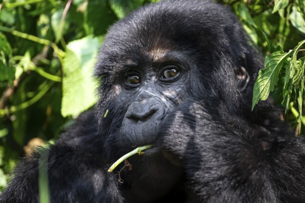 Mountain gorilla (Gorilla beringei beringei), eating leaves, animal portrait, Bwindi Impenetrable Forest, Uganda
