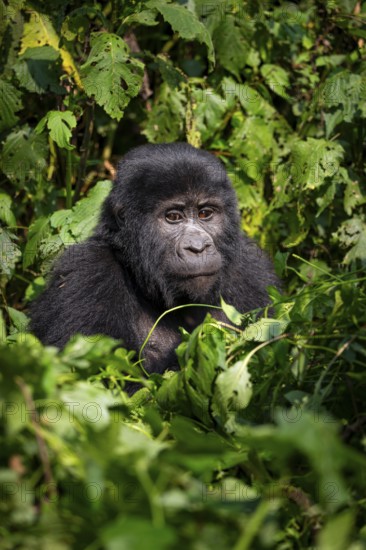Mountain gorilla (Gorilla beringei beringei), between leaves, animal portrait, Bwindi Impenetrable Forest, Uganda
