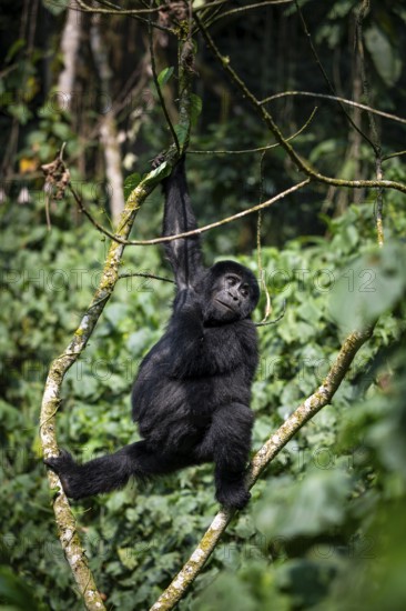 Mountain gorilla (Gorilla beringei beringei), young animal climbing in a tree, Bwindi Impenetrable Forest, Uganda