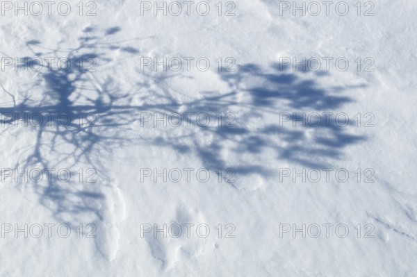 Abstract shadow of tree branches on white snow, Vastila, Finland