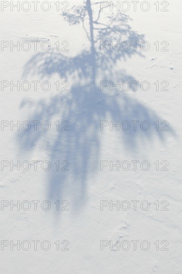 Abstract shadow of tree branches on white snow, Vastila, Finland