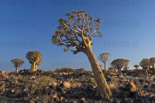 Quiver tree (Aloe dichotoma), Keetmanshoop, Karas Region, Namibia