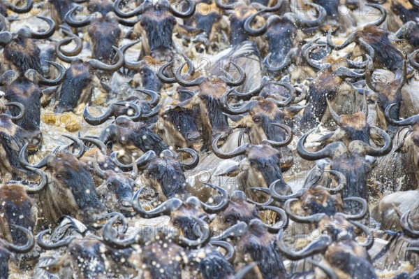 Striped wildebeest (Connochaetes taurinus), wildebeest crossing the Mara River, wildebeest migration, Masai Mara, Kenya