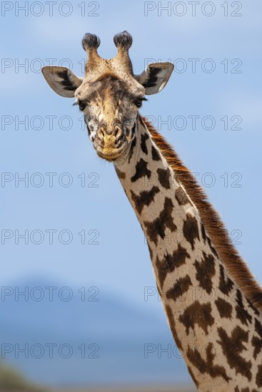Maasai giraffe (Giraffa camelopardalis tippelskirchi), portrait, Masai Mara, National Park, Kenya, East Africa