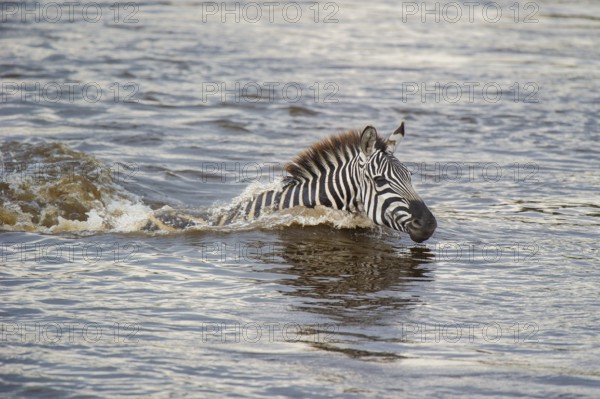 Zebra (Equus quagga), crosses Mara River while migrating, Kenya, East Africa