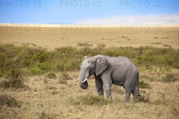 African elephant (Loxodonta africana), male in the Masai Mara landscape, Kenya, East Africa