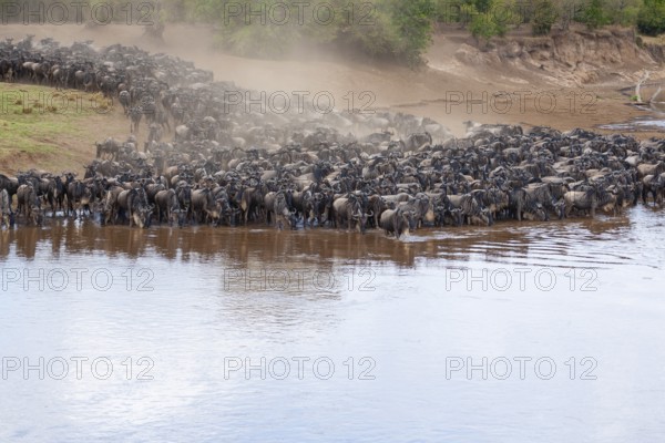 Striped wildebeest (Connochaetes taurinus), wildebeest migration, jostling wildebeest on the Mara shore, Masai Mara, Kenya, East Africa
