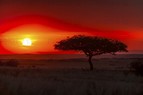 Umbrella acacia (umbrella acacia tortilis), just in front of sunrise, Masai Mara, Kenya