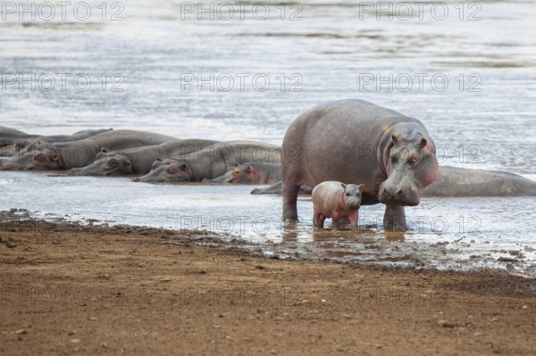 Hippopotamus, hippopotamus (Hippopotamus amphibius) and newborn young on the Mara River, Masai Mara, Kenya, East Africa