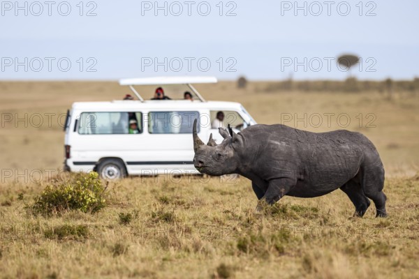 Black rhinoceros (Diceros bicornis) in front of safari wagon, Masai Mara, Kenya