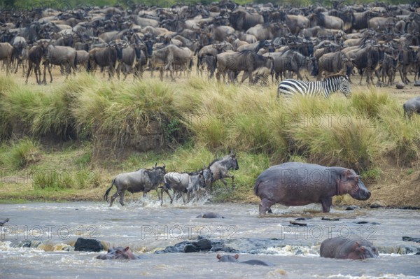 Wildebeest, wildebeest (Connochaetes taurinus), wildebeest, hippopotamus, hippo, (Hippopotamus amphibius), Mara river, wildebeest migration, Masai Mara, Kenya