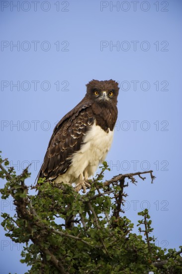 Martial eagle (Polemaetus bellicosus), in the evening light, Masai Mara, Kenya