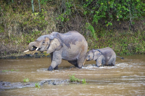 African elephants (Loxodonta africana), mother with young animal crossing the Mara River, Masai Mara, Kenya, East Africa