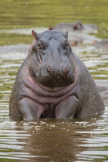 Hippopotamus, hippo (Hippopotamus amphibius), hippo sitting in water, Masai Mara National Park, Kenya, East Africa
