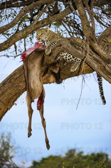 Leopard (Panthera pardus) eats captured striped gnu, white-bearded wildebeest (Connochaetes taurinus), on a tree, Masai Mara, Kenya, East Africa