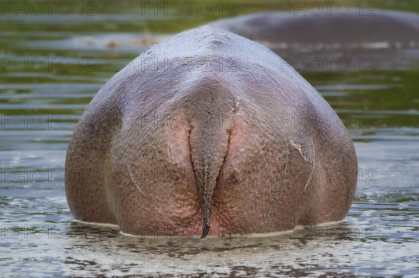 Hippopotamus, hippo (Hippopotamus amphibius), hippo, rear view, Masai Mara, Kenya, East Africa