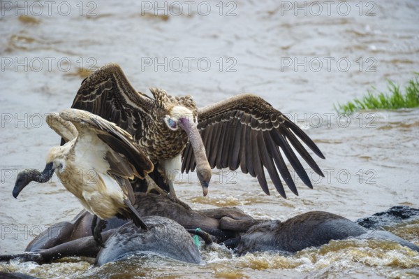 Sparrowhawk vultures (Gyps rüppellii) eat dead striped wildebeest (Connochaetes taurinus), wildebeest, Masai Mara, Keni