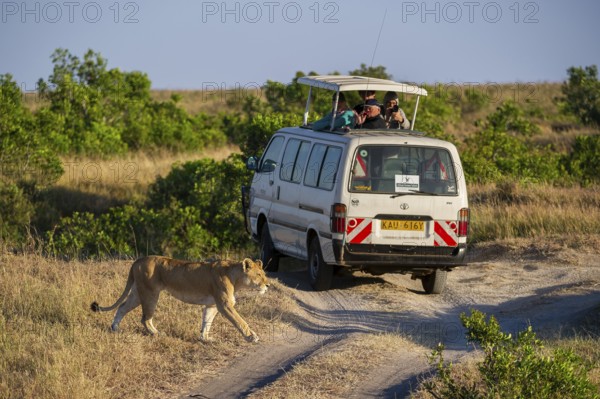 Lion (Panthera leo), female, in front of safari wagon, Masai Mara National Reserve, Kenya, East Africa