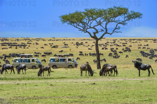 Wildebeest (Connochaetes taurinus), wildebeest, flock on pasture in the evening light, safari wagon in the background, Masai Mara, Kenya