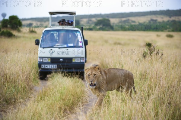 Lion (Panthera leo), male, in front of safari wagon, Masai Mara National Reserve, Kenya, East Africa
