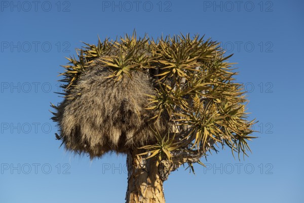 Nest of the common weaver (Philetairus socius) in a quiver tree (Aloe dichotoma), Keetmanshoop, Karas region, Namibia