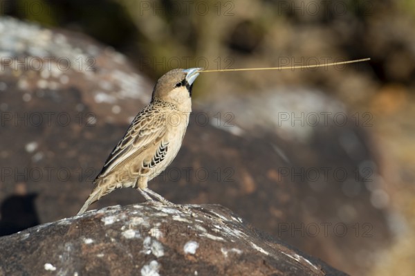 Common weaver (Philetairus socius), Keetmanshoop, Karas Region, Namibia