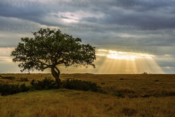 Liverwurst tree (Kigelia africana, Kigelia pinnata) against a thunderstorm, Masai Mara, Kenya