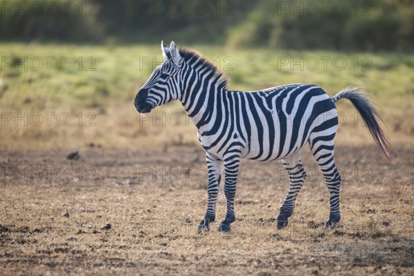 Steppe Zebra (Equus quagga boehmi), in the evening light, Masai Mara, National Park, Kenya, East Africa