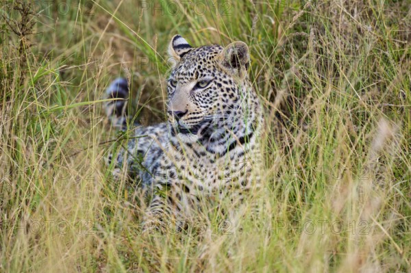 Leopard (Panthera pardus), Masai Mara National Reserve, Kenya, East Africa
