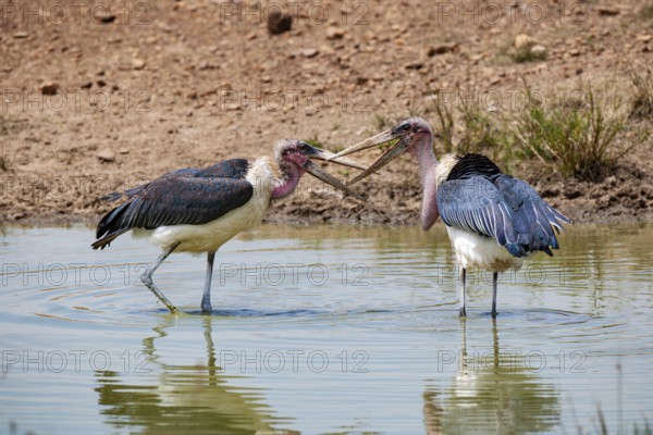 Marabou, marabus (Leptoptilos crumeniferus) fighting in the pond, Masai Mara, Kenya