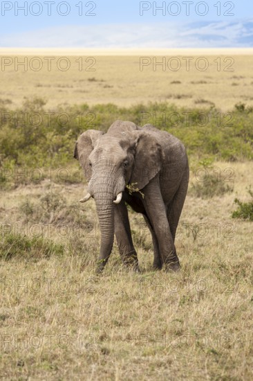 African elephant (Loxodonta africana), male in the Masai Mara landscape, Kenya, East Africa