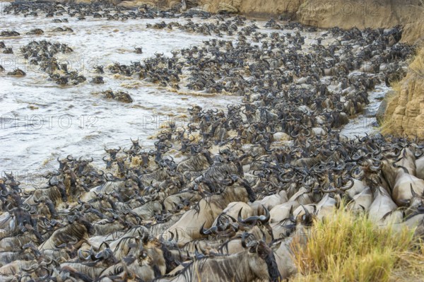 Striped wildebeest (Connochaetes taurinus), wildebeest migration, jostling wildebeest on the Mara shore, Masai Mara, Kenya, East Africa