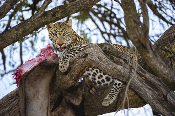 Leopard (Panthera pardus) eats captured striped gnu, white-bearded wildebeest (Connochaetes taurinus), on a tree, Masai Mara, Kenya, East Africa