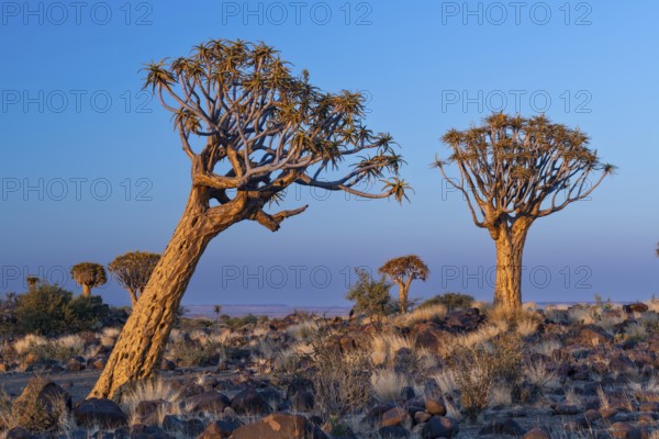 Quiver tree (Aloe dichotoma), Keetmanshoop, Karas Region, Namibia