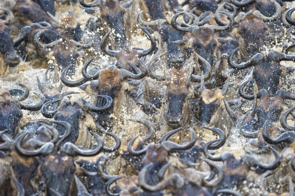 Striped wildebeest (Connochaetes taurinus), wildebeest crossing the Mara River, wildebeest migration, Masai Mara, Kenya