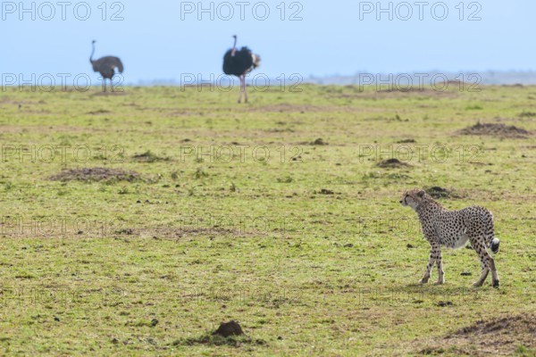 Cheetah (Acinonyx jubatus) keeps an eye out in the Masai Mara landscape, Kenya, East Africa