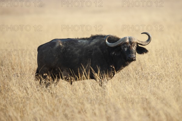 African buffalo, kaffir buffalo (Syncerus caffer) in tall grass, Masai Mara, Kenya