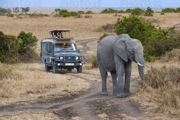 African elephant (Loxodonta africana), old female, lead cow in the Masai Mara landscape, tourists in a safari car in the background, Kenya