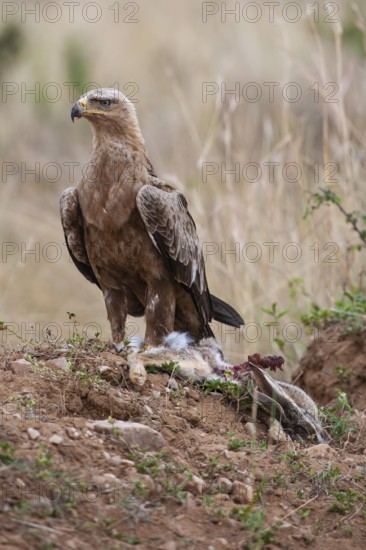 Predatory eagle or savanna eagle (Aquila rapax), adult bird with battered rabbit, Masai Mara, Kenya