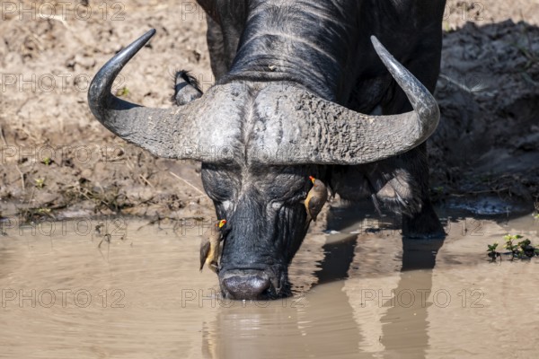 African buffalo (Syncerus caffer) or kaffir buffalo drinking from the river, with yellow-billed maggot chipper (Buphagus africanus), Masai Mara National Park, Keni