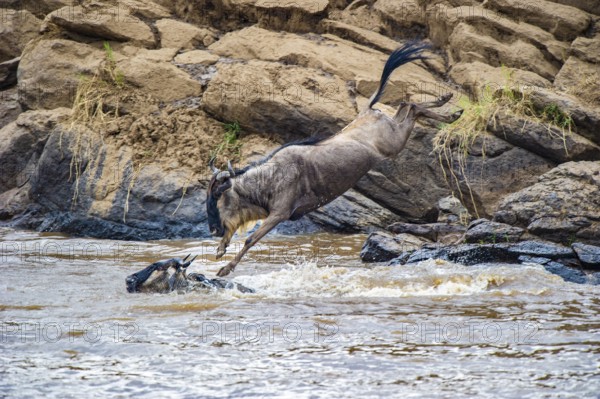 Striped wildebeest (Connochaetes taurinus), wildebeest jumping into Mara River, wildebeest migration, Masai Mara, Kenya