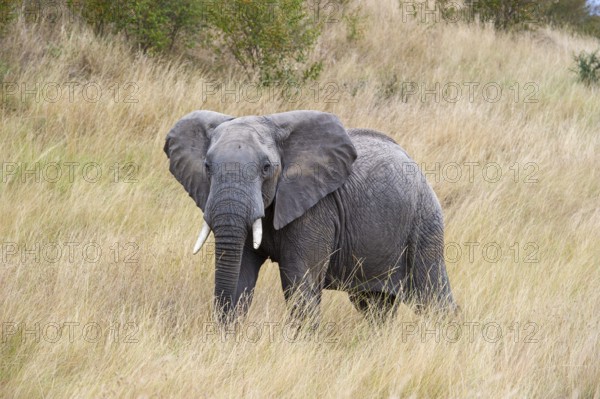 African elephant (Loxodonta africana), male in the Masai Mara landscape, Kenya, East Africa