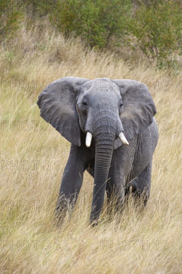 African elephant (Loxodonta africana), male in the Masai Mara landscape, Kenya, East Africa