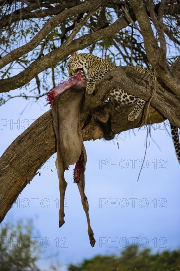 Leopard (Panthera pardus) eats captured striped gnu, white-bearded wildebeest (Connochaetes taurinus), on a tree, Masai Mara, Kenya, East Africa