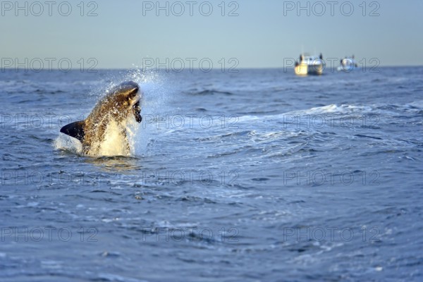 Great white shark (Carcharodon carcharias), jump, eats seal, Seal Island, Western Cape, Republic of South Africa