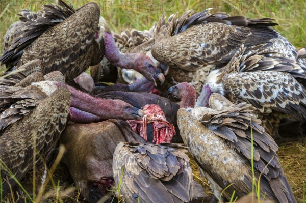 Sparrowhawk vultures (Gyps rüppellii) eat carrion, Masai Mara, Kenya