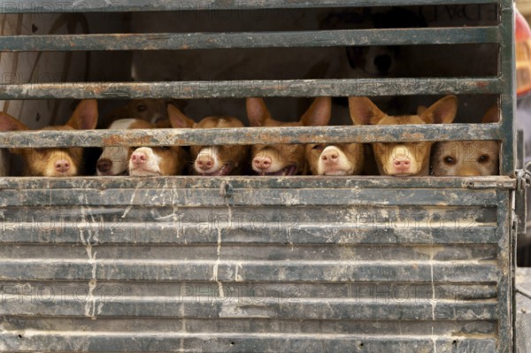 Rehala Podenco dogs standing caged in a transport truck, moving for hunting day in ronda, malaga, spain