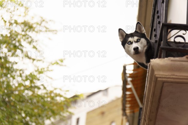 Siberian husky with striking blue eyes peeking over an urban apartment balcony, watching the busy city street below, curious and alert in setenil de las bodegas cadiz, spain