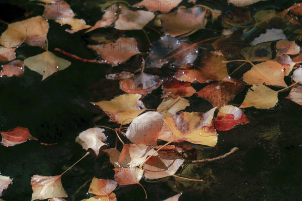 Colorful autumn leaves floating on a dark water surface, showing fall season concepts and natural decay in ronda, malaga, spain