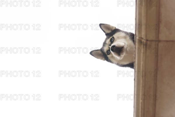 Siberian husky peeking from behind a column, tilting head and gazing down with curious blue eyes and fluffy fur, vertical close-up in setenil de las bodegas cadiz, spain
